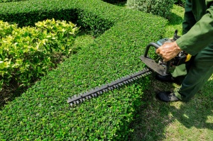A person using a hedge trimmer on a line of shrubs