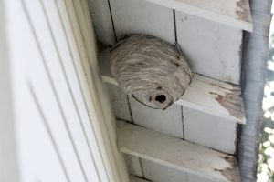  A paper wasp hive in eves of house